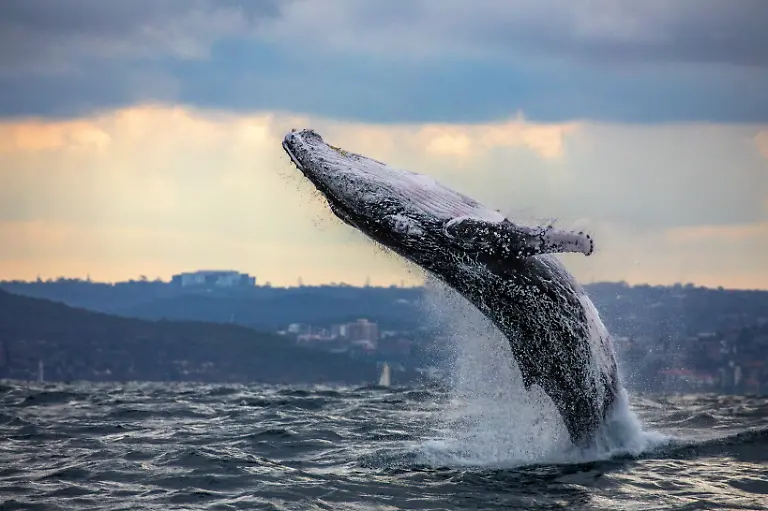 Photographer-Buddhilini-de-Soyza-captured-these-stunning-pictures-of-a-humpback-whale-breaching-in-June-2020-The-jaw-dropping-shots-were-taken-as-lockdown-eased-and-whale-watching-resumed-off-the-coast-of-Sydney-Australia-Buddhilini-explains-We-saw-a-blow-in-the-distance-and-headed-that-way-Just-off-South-Head-we-caught-up-with-a-whale-Before-we-could-get-into-position-he-breached-and-we-were-like-oh-no-A-breach-is-rare-and-we-were-disappointed-to-have-missed-it-The-whale-watching-boats-only-sees-breaching-whales-around-30-of-the-time-But-with-this-boy-we-neednt-have-worried-For-the-next-90-minutes-he-put-on-a-show-like-wed-never-seen-in-our-8-years-of-whale-watching-in-Australia-Mid-May-heralds-the-start-of-winter-in-Sydney-The-days-get-shorter-colder-and-darker-But-its-usually-my-favourite-time-of-the-year-as-its-the-start-of-the-whale-watching-season-for-us-on-the-East-Coast-However-this-year-has-been-like-no-other-When-mid-May-came-around-we-were-still-stuck-at-home-under-lockdown-restrictions-Thankfully-by-the-start-of-June-Australia-had-flattened-the-curve-and-restrictions-were-slowly-starting-to-ease-here-in-NSW-We-did-our-first-whale-watching-cruise-of-the-season-with-Go-Whale-Watching-on-the-7th-of-June-the-cruises-had-officially-started-the-day-before-It-was-quiet-out-there-in-the-harbour-and-even-quieter-once-we-cleared-the-heads-and-headed-out-into-the-Tasman-Sea-Ours-was-the-only-official-whale-watching-boat-out-there-There-were-a-few-pleasure-boats-around-but-not-many-We-were-just-glad-to-be-out-on-the-water-again-and-didnt-have-high-expectations-We-just-wanted-to-see-and-photograph-a-few-whales-not-having-picked-up-a-camera-for-four-months