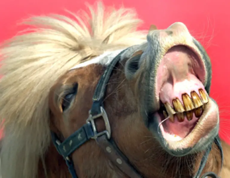 einem-geschenkten-Gaul-nicht-ins-Maul-sehen