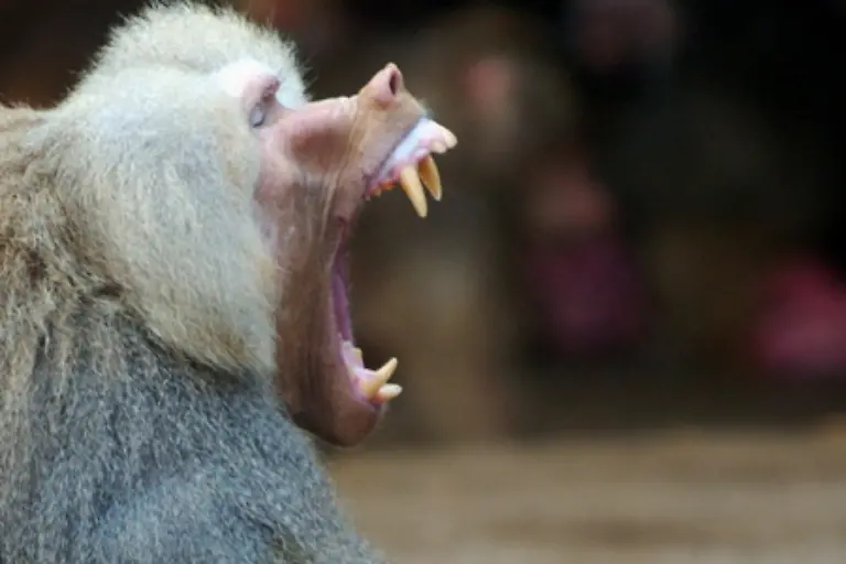 Tiere-benutzen-ihre-Zaehne-als-Waffen-und-Reisswerkzeuge-Sie-zeigen-ihre-Zaehne-besonders-in-Revier-und-Rangkaempfen