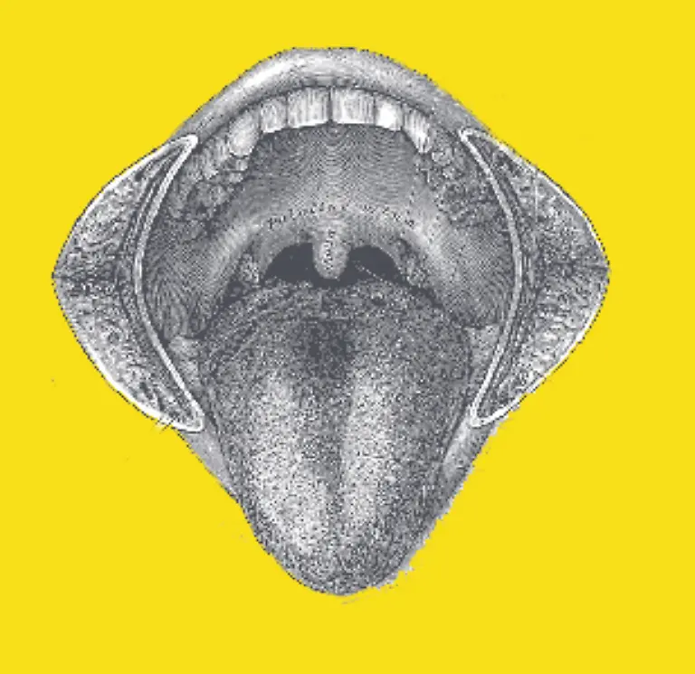 Jeder-Zahn-ist-Teil-eines-Systems-das-aus-Zaehnen-Zahnfleisch-Kieferknochen-Zunge-Gaumen-Lippen-Wangen-Kaumuskeln-und-Schleimhaeuten-besteht