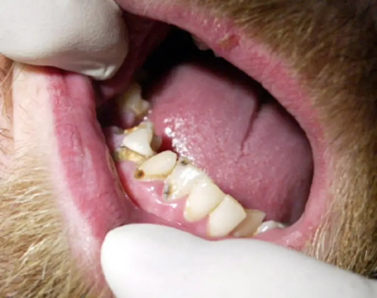 denn-Zaehne-mit-Karies-Zahnfaeule-oder-entzuendetes-Zahnfleisch-Parodontitis-koennen-die-Ursache-fuer-viele-andere-Krankheiten-und-Beschwerden-sein