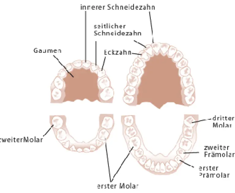 Alle-Zaehne-zusammen-bilden-das-Gebiss-Das-so-genannte-bleibende-Gebiss-eines-Menschen-umfasst-32-Zaehne-16-im-Ober-und-16-im-Unterkiefer