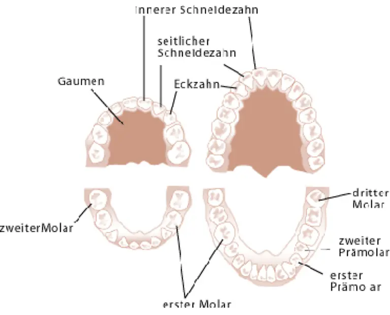Ein-vollstaendiges-Milchgebiss-besteht-aus-20-Zaehnen-Der-erste-bleibende-Zahn-ist-meistens-ein-Backenzahn