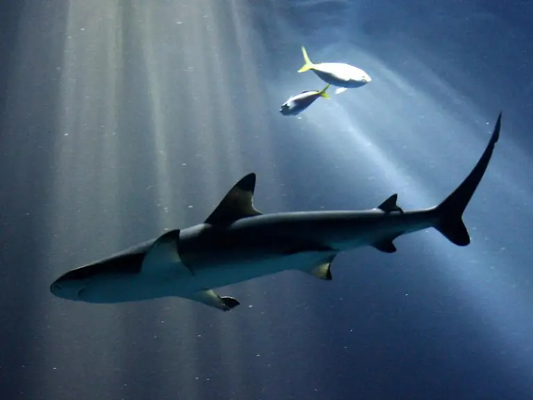 Die-Zahl-der-Riffhaie-in-der-Naehe-bewohnter-Inseln-im-Pazifik-ist-einer-Studie-zufolge-dramatisch-gesunken