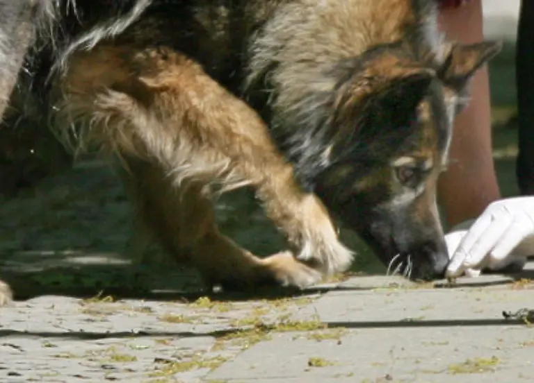 Am-6-August-gibt-die-Polizei-bekannt-mit-Hilfe-von-Leichenspuerhunden-im-Ferienapartment-der-McCanns-auf-Blutspuren-gestossen-zu-sein-Die-Spekulationen-ueber-die-Verwicklung-der-Eltern-oder-Bekannter-der-Familie-in-den-Fall-werden-lauter