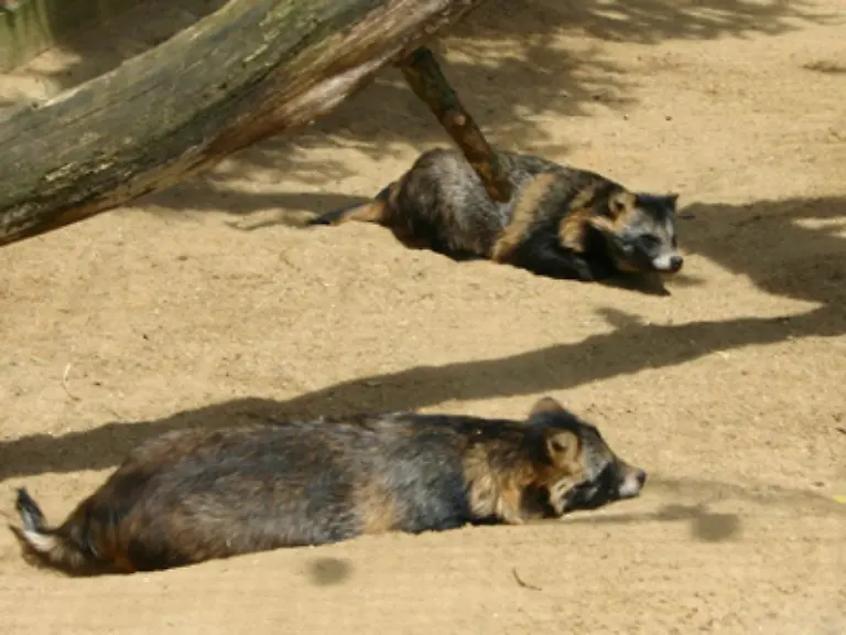 Der-Japanische-Marderhund-beispielsweise-wird-Tanuki-genannt-Er-ist-eine-Art-Waschbaer