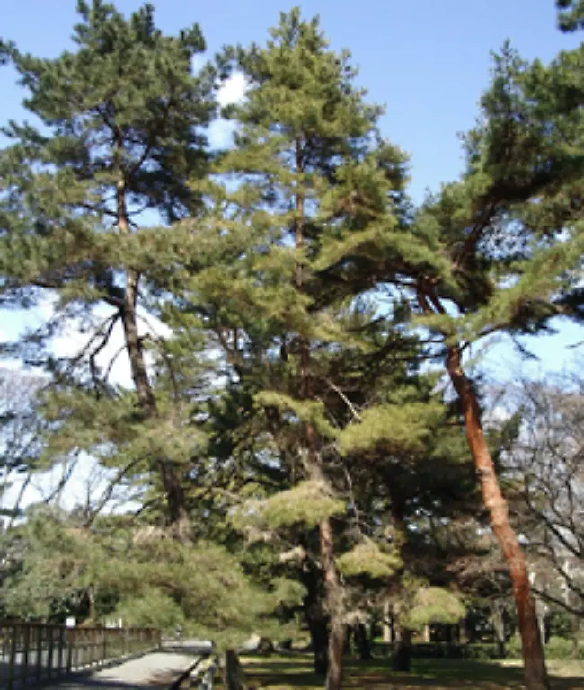 Die-Japanische-Rotkiefer-ist-der-am-weitesten-verbreitete-Baum-des-Landes