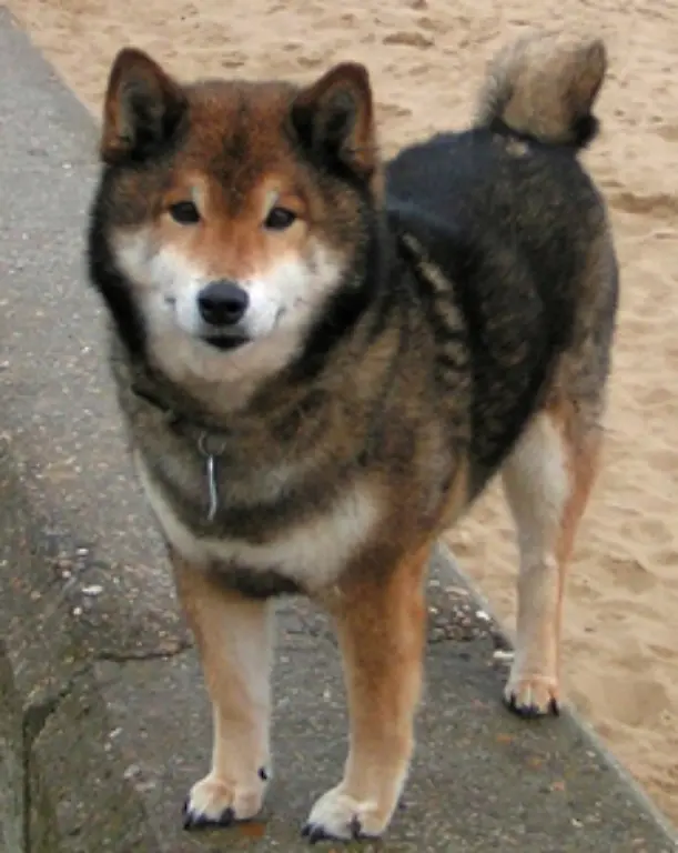 Die-japanische-Hunderasse-Shiba-Inu-was-soviel-bedeutet-wie-Feuerholz-Hund-ist-laengst-auch-in-Europa-bekannt-und-beliebt