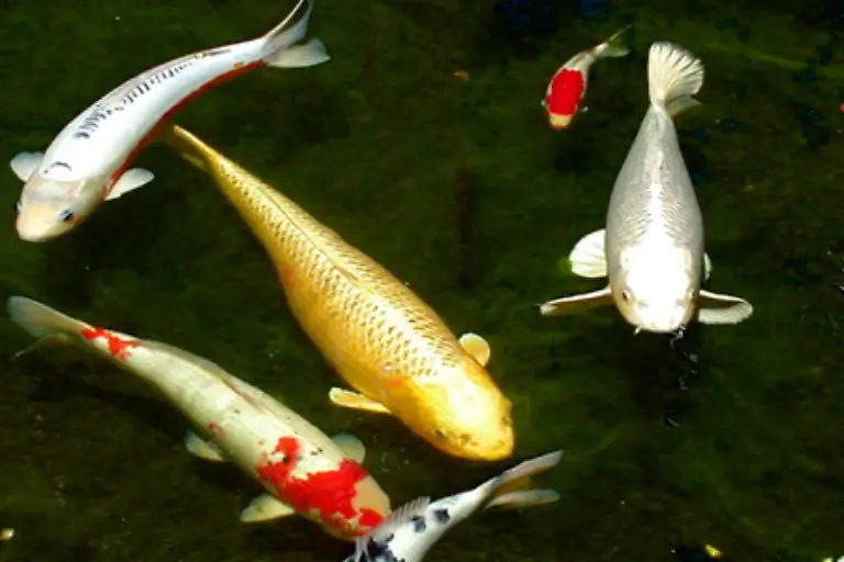 Auch-der-Koi-Brokatkarpfen-der-in-herrlichen-Farben-glaenzt-hat-seit-einiger-Zeit-Liebhaber-auf-der-ganzen-Welt-die-gern-ein-kleines-Vermoegen-fuer-die-Tiere-ausgeben