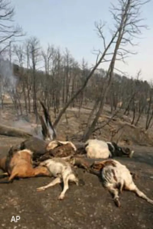 Die-Behoerden-befuerchten-dass-tausende-Haeuser-ein-Raub-der-Flammen-geworden-sind-Ueberall-liegen-Kadaver-herum-Seuchen-koennten-ausbrechen-die-Brunnen-vergiftet-werden