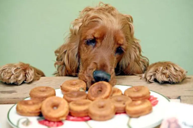 Diebstahl-lohnt-sich-nicht-Wer-seinen-Arbeitgeber-beklaut-riskiert-aber-neben-einer-Anzeige-auch-noch-den-Jobverlust-unabhaengig-vom-Wert-der-entwendeten-Ware-Greift-eine-Baeckereiangestellte-hungrig-in-die-Auslage-ohne-zu-bezahlen-kann-das-schon-das-Ende-sein