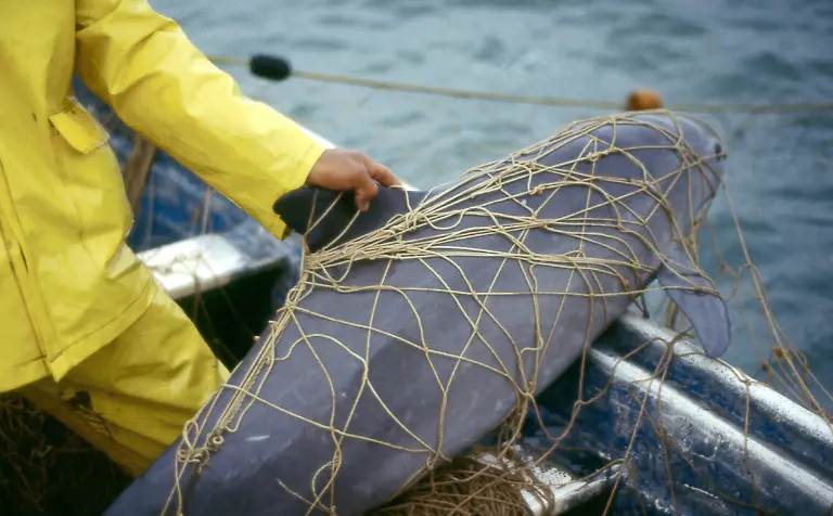 HANDOUT-ACHTUNG-DIESER-BEITRAG-DARF-NICHT-VOR-DER-SPERRFRIST-31-Juli-01-01-UHR-MESZ-VEROeFFENTLICHT-WERDEN-EIN-BRUCH-DES-EMBARGOS-KOeNNTE-DIE-BERICHTERSTATTUNG-UeBER-STUDIEN-EMPFINDLICH-EINSCHRAeNKEN-Ein-Vaquita-ein-Kalifornischer-Schweinswal-haengt-im-Netz-eines-Fischers-Der-Kalifornische-Schweinswal-auch-Vaquita-genannt-zaehlt-zu-den-kleinsten-Walen-der-Welt-Um-den-Kalifornischen-Schweinswal-noch-vor-dem-Aussterben-zu-retten-muessen-sofortige-Massnahmen-ergriffen-werden-Zu-diesem-Ergebnis-kamen-Forscher-von-Mexikos-staatlicher-Kommission-zum-Schutz-der-Artenvielfalt-sowie-aus-Grossbritannien-und-den-USA-in-einer-Studie-die-am-Mittwoch-im-Fachmagazin-Royal-Society-Open-Science-veroeffentlicht-wurde