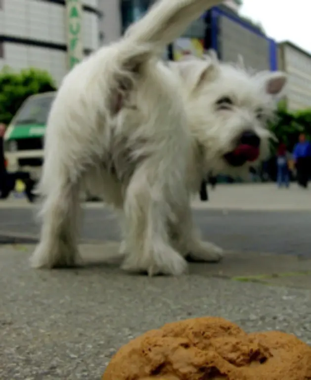 Dennoch-sind-wir-beim-Einordnen-der-wahrgenommenen-Gerueche-in-schlecht-und-gut-recht-schnell-Diese-Faehigkeit-ist-allerdings-erlernt-Das-bedeutet-wenn-wir-geboren-werden-sind-alle-Duefte-neutral