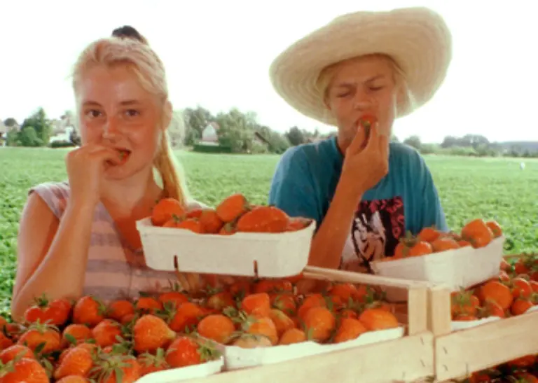 Beim-Obsteinkauf-sollte-der-Geruchssinn-aktiv-benutzt-werden-um-geschmackvolles-Obst-zu-bekommen