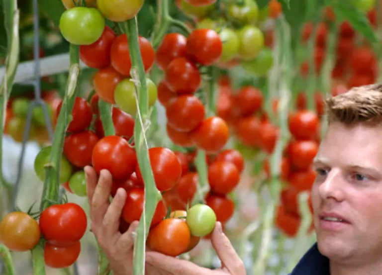 Glutamate-sind-Salze-der-Glutaminsaeure-und-werden-auch-als-Geschmacksverstaerker-eingesetzt-Sie-sind-haeufig-in-vollreifen-Tomaten-Fleisch-Sojasauce-und-Kaese-zu-schmecken