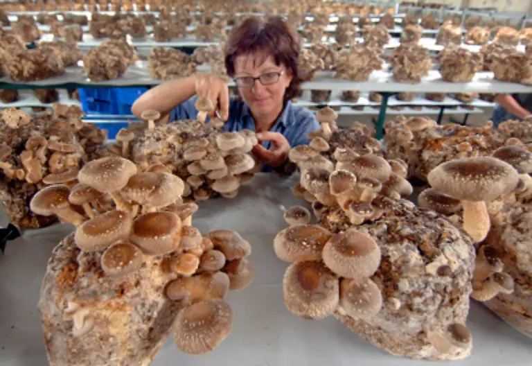 Japanische-Feinschmecker-sind-der-Meinung-dass-der-Shiitake-Pilz-den-typischen-Umami-Geschmack-habe