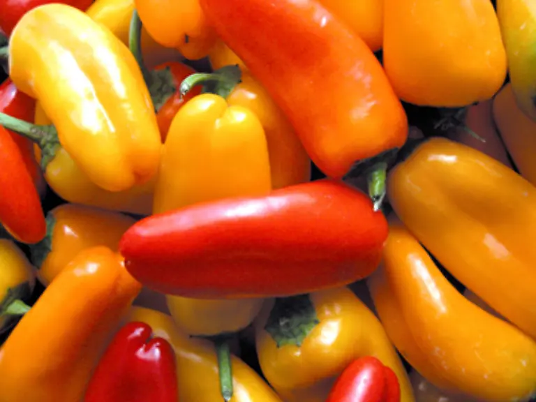 Die-Schaerfe-dagegen-wird-nicht-zu-den-Grundgeschmacksqualitaeten-gezaehlt-sondern-als-Schmerzsignal-der-Nerven-definiert