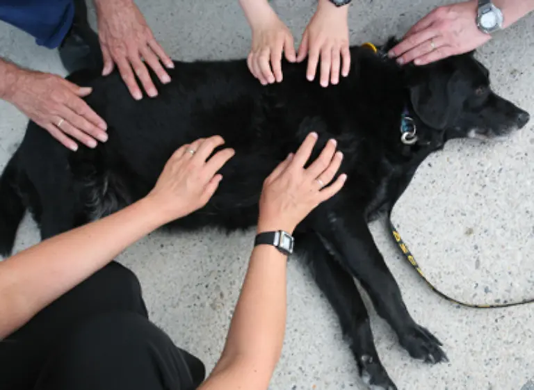 Biologen-benutzen-diesen-Begriff-zunehmend-um-damit-elektrische-und-magnetische-Sinne-von-Tieren-zu-beschreiben