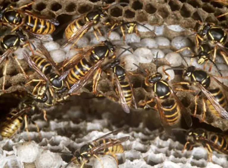Das-Uebel-kommt-ja-meist-unverhofft-Beispielsweise-als-Wespenschwarm-der-sich-vorm-Fenster-einnistet