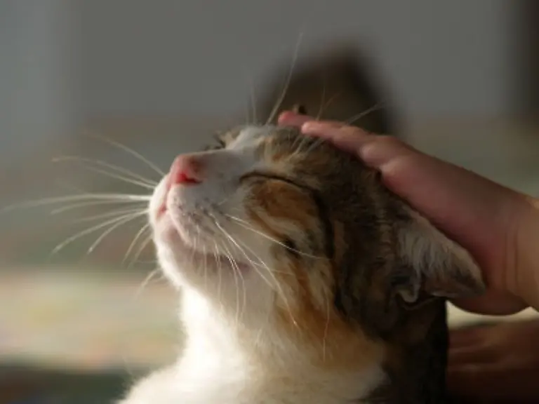 Tierfreunde-wollen-ja-nur-das-Beste-fuer-ihren-Liebling-Da-liegt-die-Versuchung-nahe-fuer-Miezi