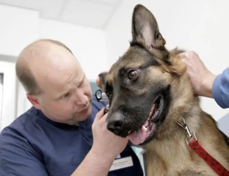 Doch-bei-mehreren-hundert-Euro-Jahrespraemie-muessen-Hund-und-Katze-schon-Dauergast-beim-Tierarzt-sein-damit-sich-das-ganze-lohnt
