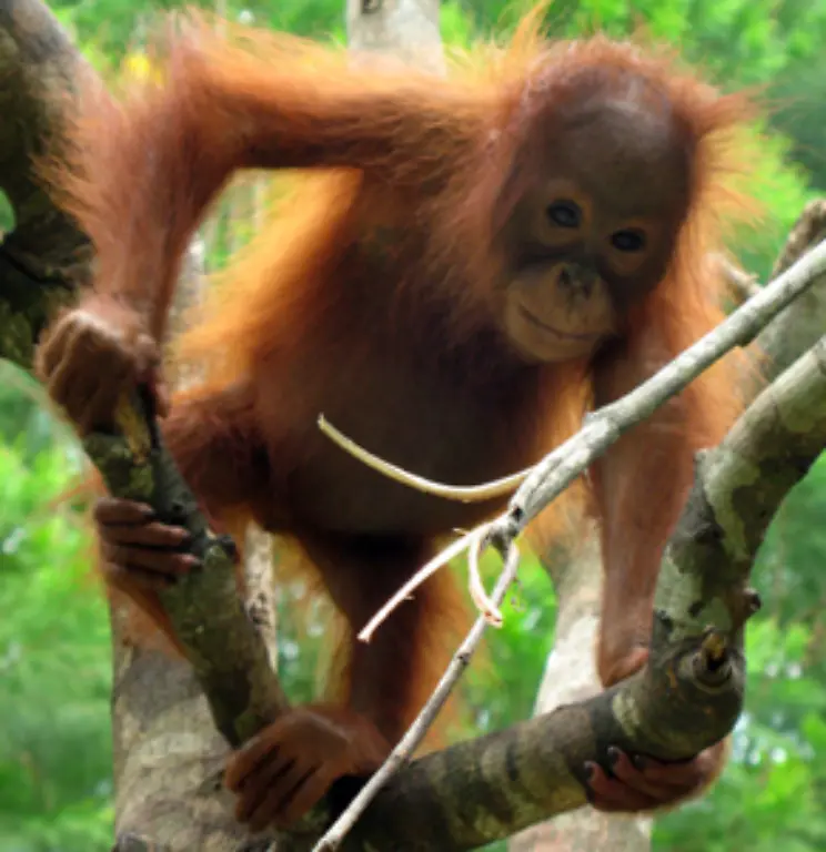 Der-weltweite-Boom-von-Biodiesel-nimmt-beispielsweise-den-Orang-Utans-die-Lebensgrundlage