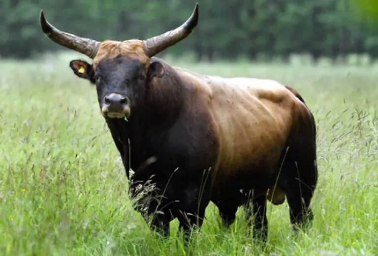 Das-letzte-bekannte-Exemplar-wurde-1627-von-Wilderern-im-Wald-von-Jaktorw-in-Polen-erlegt