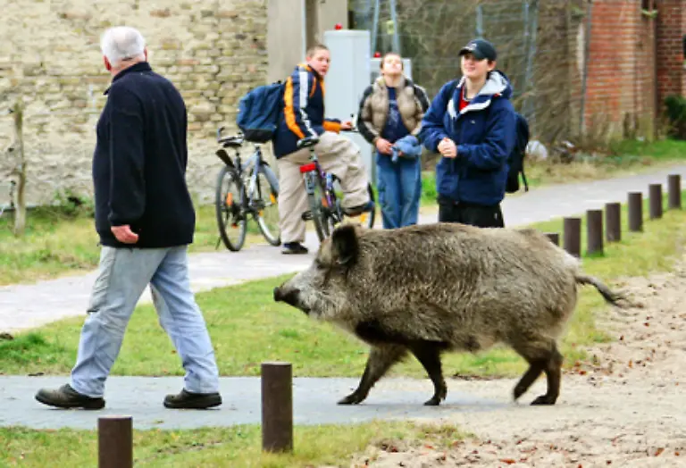 einheimische-Tiere-und-Pflanzen-soweit-verdraengen-dass-diese-ihren-urspruenglichen-Lebensraum-verlassen-muessen