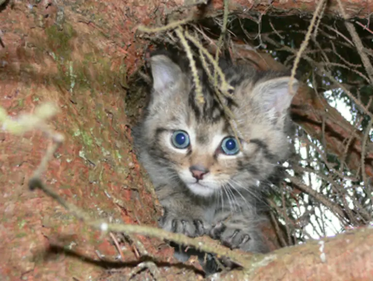 Artenschutzstationen-wie-beispielsweise-die-in-Sachsenhagen-Kreis-Schaumburg-versuchen-zwar-abgewanderte-und-bedrohte-Wildtiere-wie-die-Wildkatze-wieder-anzusiedeln-Flaechen-und-Artenschutz-allein-reichen-jedoch-nicht-aus