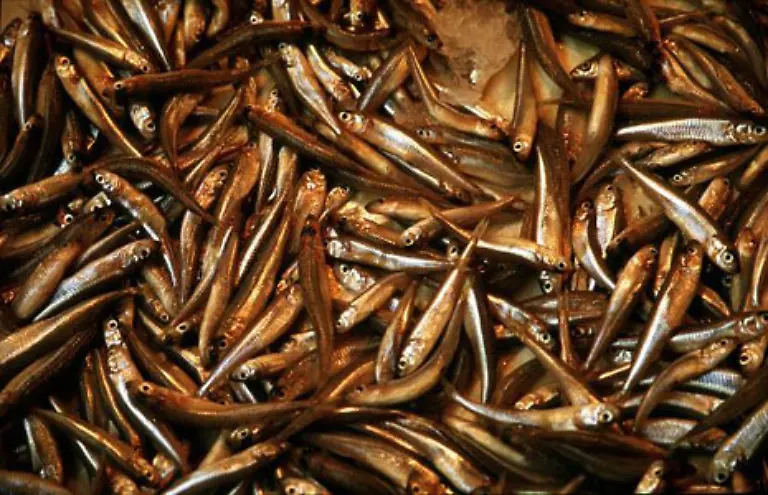 an-die-guten-alten-Sardinen-mit-dem-Unterschied-natuerlich