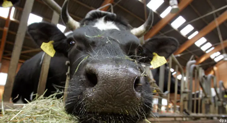 Essen-Sie-weniger-Fleisch-Methan-ist-neben-CO2-das-zweite-Gas-das-signifikant-fuer-den-Treibhauseffekt-verantwortlich-ist-An-dem-Ausstoss-von-Methan-sind-vor-allem-Kuehe-beteiligt