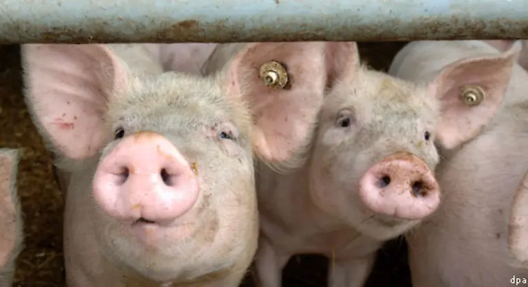 Fuer-ein-Kilogramm-tierischen-Proteins-muessen-fuenf-bis-zehn-Kilo-Pflanzeneiweiss-eingesetzt-werden-eine-ungeheure-Energieverschwendung
