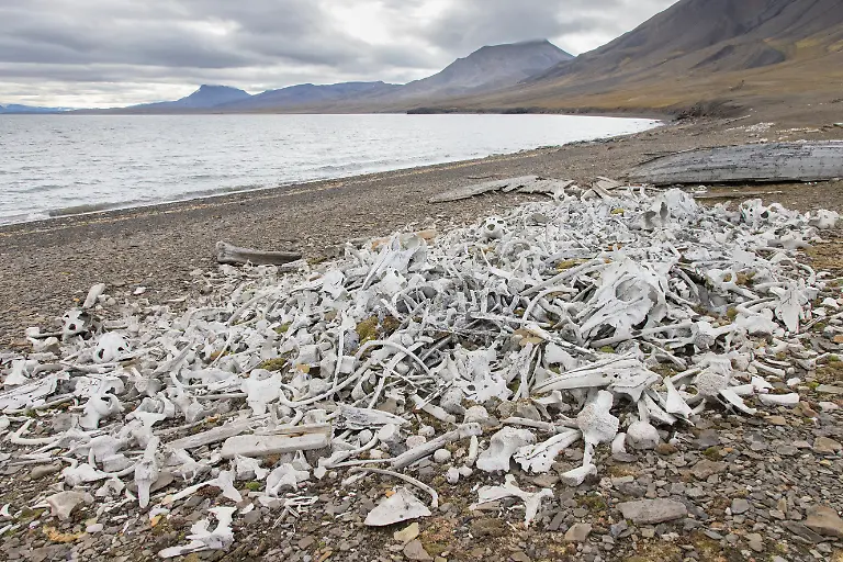 Knochen-von-Belugas-Delphinapterus-leucas-am-Walfaengerort-Bamsebu-auf-der-Ahlstrandhalbinsel-Bellsund-Svalbard-Norwegen-Beluga-whale-bones-at-the-Bamsebu-whaling-station-on-the-Ahlstrand-Peninsula-Bellsund-Svalbard-Norway