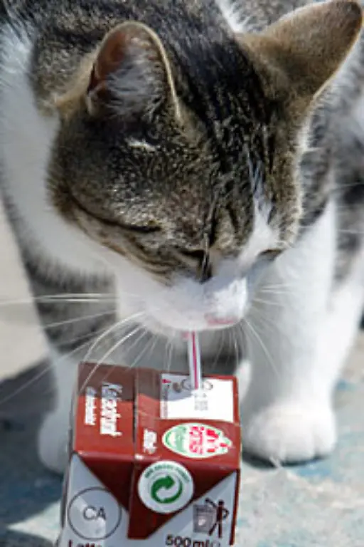 Auch-Naschkatzen-stiebitzen-sich-gerne-etwas-Kakao-fuer-die-kleine-Pause-zwischendurch