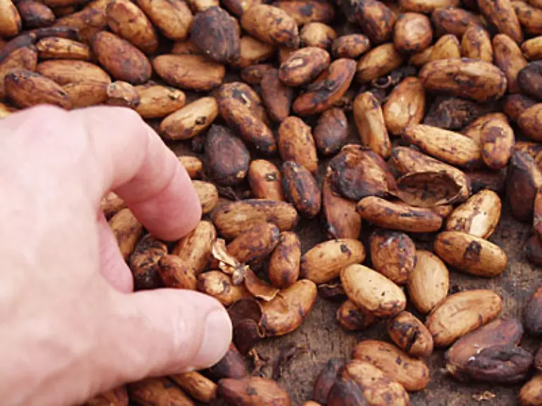 Azteken-und-Maya-benutzten-Kakao-sogar-als-Zahlungsmittel-Die-Spanier-brachten-ihn-schliesslich-nach-Europa-und-hier-entwickelte-sich-auch-die-suesse-Tradition-des-Schokolademachens
