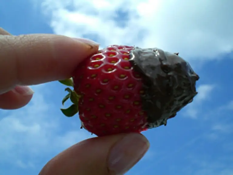 oder-auf-der-Frucht-Schokolade-schmeckt-immer