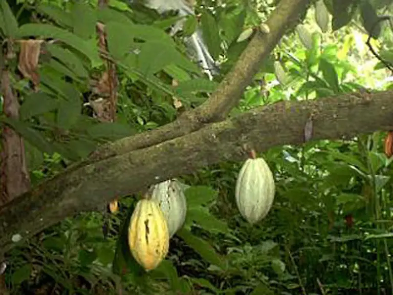 Der-Kakaobaum-Botanikern-bekannt-als-Theobroma-cacao-Theobroma-heisst-soviel-wie-Speise-der-Goetter-Der-Baum-erreicht-eine-Groesse-von-vier-bis-15-Metern