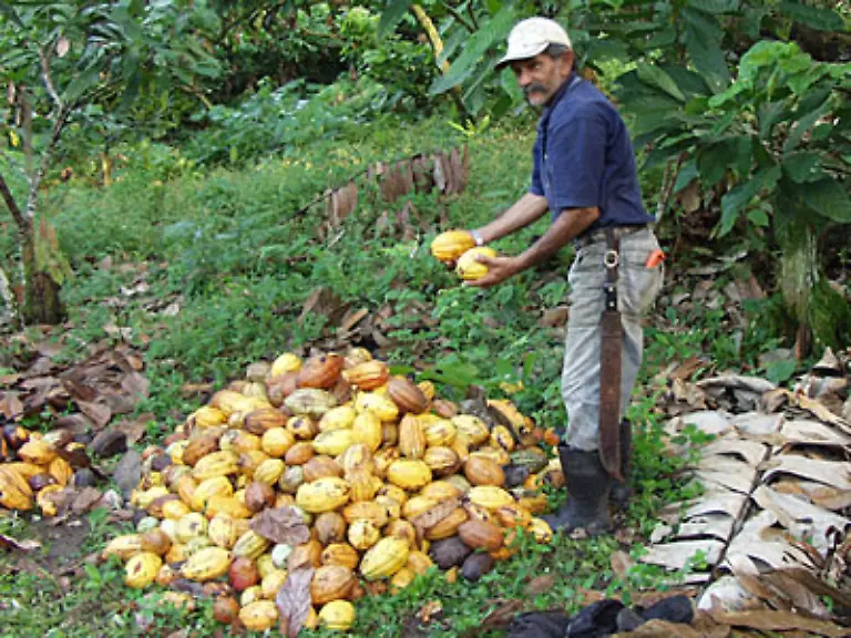 Nach-der-Ernte-beginnt-das-Fruchtfleisch-zu-gaeren-und-dadurch-den-Geschmack-der-Kakaobohnen-der-Samen-positiv-zu-veraendern-Das-Fruchtfleisch-loest-sich-und-die-Samen-koennen-in-der-Sonne-getrocknet-werden