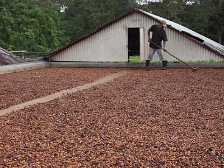 Spaeter-werden-die-Kakaobohnen-geroestet-und-in-kleine-Stuecke-zerbrochen