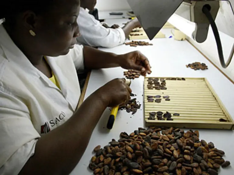 Wenn-die-Schalen-entfernt-sind-wird-dieser-Kakaobruch-gemahlen-Dabei-entsteht-Kakaomasse-Anschliessend-kommen-noch-Zucker-manchmal-auch-Kakaofett-und-Trockenmilch-hinzu-und-dann-hat-man-leckere-Schokolade