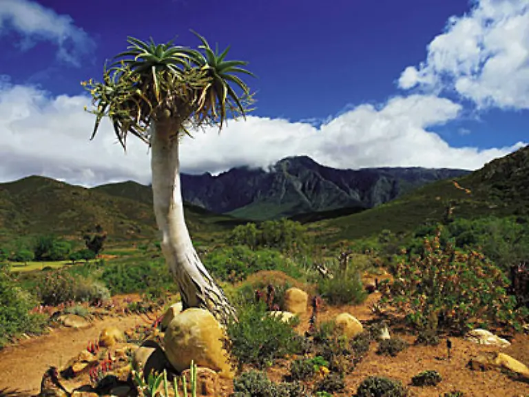 Die-Karoo-und-der-gleichnamige-Nationalpark-sind-bekannt-fuer-Fossilienfunde-Urspruenglich-einmal-war-die-Karoo-ein-grosses-Meer-spaeter-brachen-hier-Vulkane-aus-Spektakulaer-ist-nach-wie-vor-die-Tier-und-Pflanzenwelt