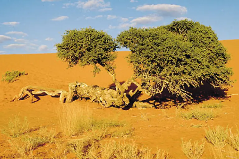 Die-Kontraste-der-suedafrikanischen-Landschaft-sind-gewaltig-Die-riesige-Kalahari-Wueste-bedeckt-mit-ihrem-feinen-roten-Sand-nicht-nur-Teile-von-Suedafrika-sondern-breitet-sich-ueber-Namibia-und-Botswana-bis-nach-Angola-aus