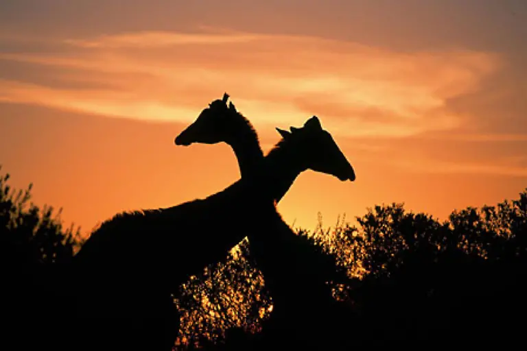 Trotz-ihrer-enormen-Groesse-Bullen-werden-etwa-sechs-Meter-gross-bewegen-sich-Giraffen-mit-bewundernswerter-Eleganz