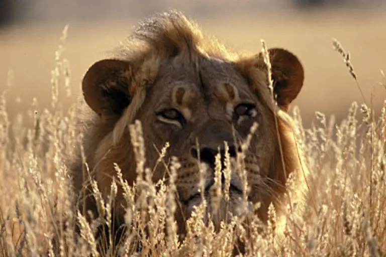 Loewen-koennen-etwa-200-kg-auf-die-Waage-bringen-dennoch-sind-sie-unglaublich-schnell-Sie-erlegen-ihre-Beute-bei-einem-Tempo-von-50-Stundenkilometern