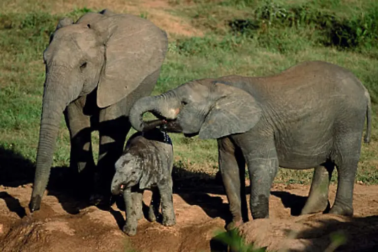 Anfang-des-letzten-Jahrhunderts-gab-es-in-Suedafrika-kaum-noch-Elefanten-Wildschutzprogramme-sollten-das-aendern-und-so-sind-im-Kruger-Nationalpark-mittlerweile-15-000-dieser-Dickhaeuter-beheimatet