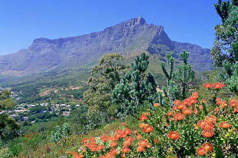 Der-Tafelberg-von-Kapstadt-ist-eine-der-meistbesuchten-Touristenattraktionen-Suedafrikas-Die-Flora-ist-einzigartig-viele-Pflanzen-wachsen-tatsaechlich-nur-hier-Auch-die-groessten-Sandsteinhoehlen-der-Welt-entstanden-im-Inneren-des-Tafelbergs