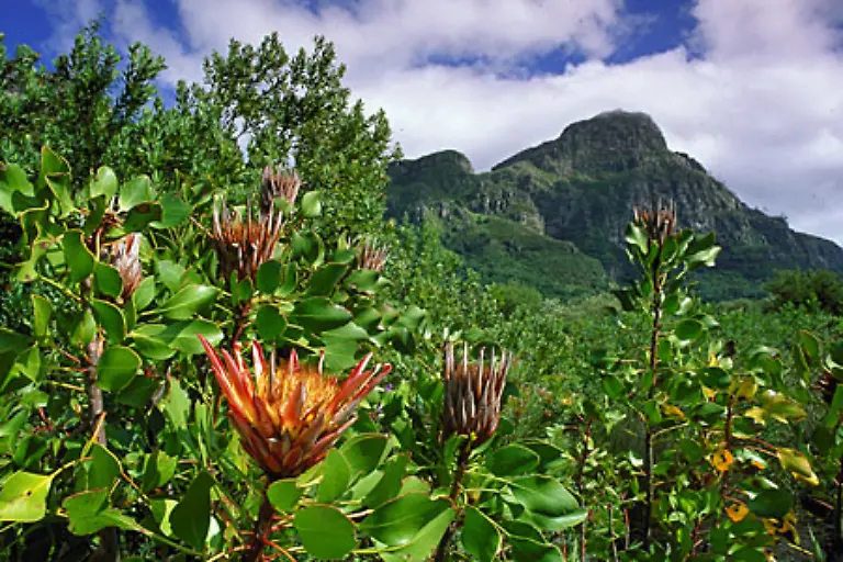 Unterhalb-des-Tafelbergs-befindet-sich-der-Botanische-Garten-Kirstenbosch-der-sich-auf-einheimische-Pflanzen-aus-der-Region-von-Kapstadt-spezialisiert-hat