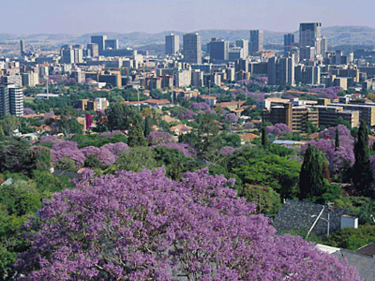 Pretoria-ist-die-Hauptstadt-der-Republik-Suedafrika-2005-erhielt-sie-den-LivCom-Award-und-galt-damit-als-die-lebenswerteste-Stadt-der-Welt-Im-Fruehjahr-bluehen-in-den-Strassen-die-Jacaranda-Baeume-die-urspruenglich-aus-Hawaii-stammen