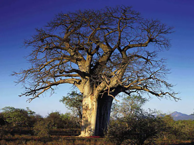Der-Baobab-oder-Affenbrotbaum-ist-typisch-fuer-das-tropische-Afrika-Der-dicke-Stamm-kann-bis-zu-140-000-Liter-Wasser-fuer-die-Trockenzeit-speichern-und-sich-entsprechend-ausdehnen