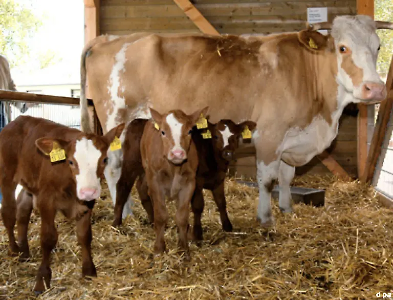 Muenteferings-Vater-war-Landwirt-die-Mutter-Hausfrau-Das-konservative-Sauerland-praegte-Muentefering-Seine-Bodenstaendigkeit-hat-er-sich-bewahrt